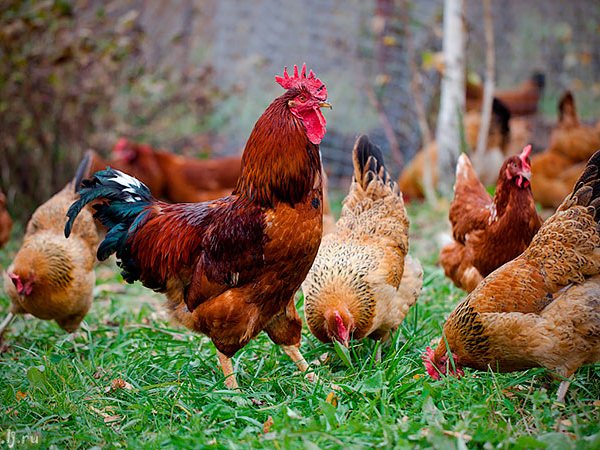 Породы куриц | ЗооТом - продажа, вязка и услуги для животных в Усолье-Сибирском