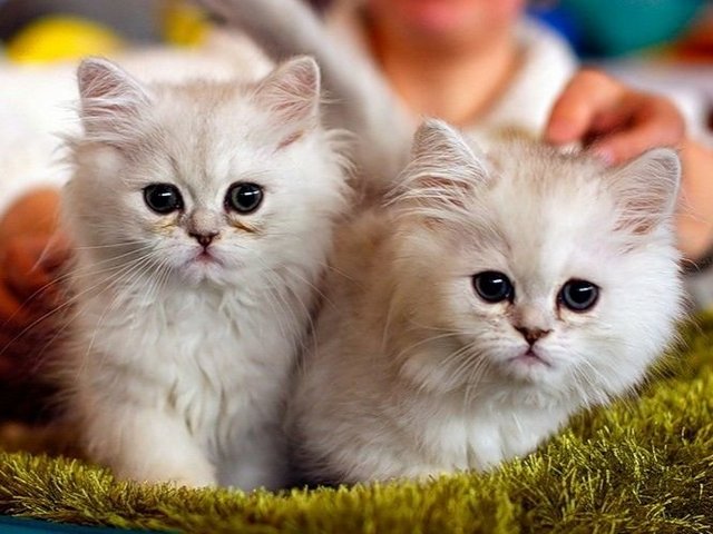 Породы кошек в Усолье-Сибирском | ЗооТом портал о животных