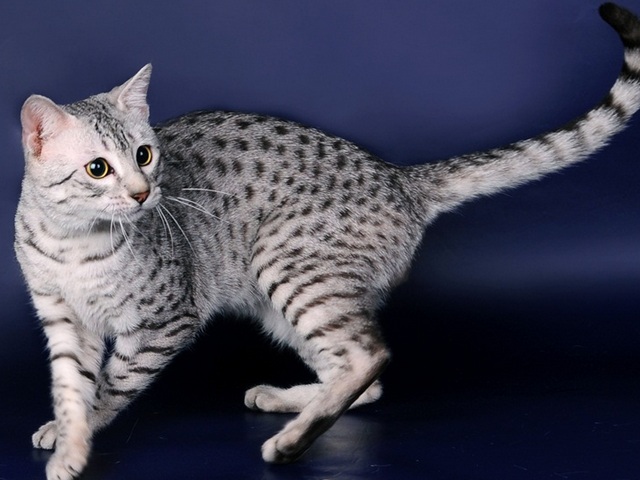 Породы кошек в Усолье-Сибирском | ЗооТом портал о животных