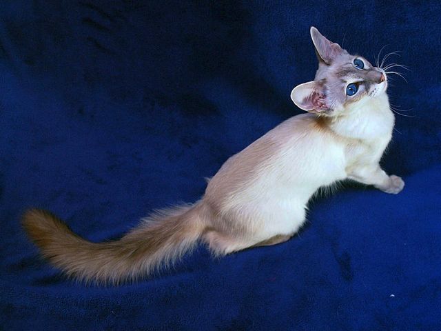 Выведенные породы кошек в Усолье-Сибирском | ЗооТом портал о животных