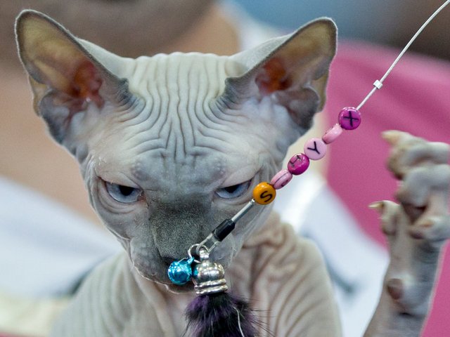Выставки кошек в Усолье-Сибирском | ЗооТом портал о животных