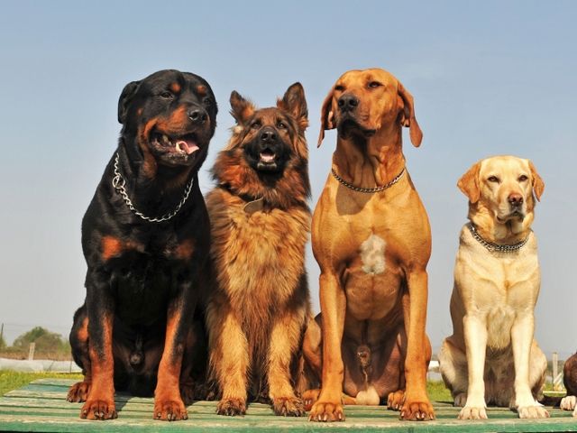 Крупные породы собак в Усолье-Сибирском | ЗооТом портал о животных