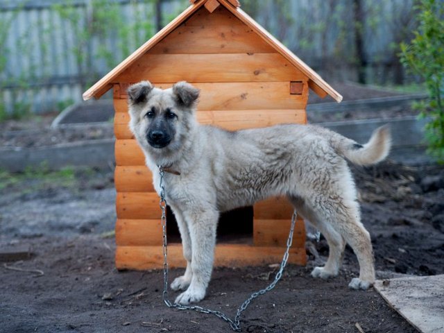 Все о собаках в Усолье-Сибирском